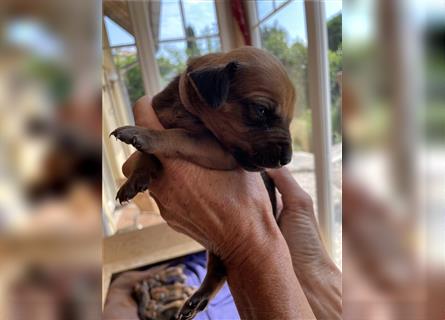 Rhodesian Ridgeback Welpen, Reinrassig, (Dark Red Wheaten)