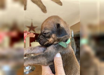 Rhodesian Ridgeback Welpen, Reinrassig, (Dark Red Wheaten)