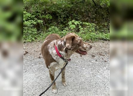 Aussiedor Leopard Labrador Welpen