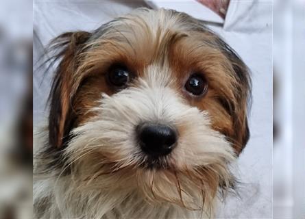 Yorkshire Terrier Yorkis Yorki Welpen Nähe Dresden in den Farben Biewer und blue and tan