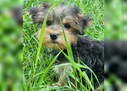 Yorkshire Terrier Yorkis Yorki Welpen Nähe Dresden in den Farben Biewer und blue and tan