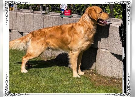 Wunderschöner, erfahrener Golden Retriever Deckrüde mit FCI-Abstammung und Top Gesunheitswerten