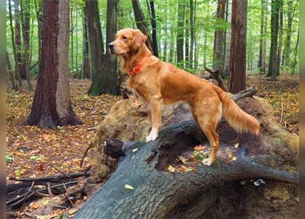 Wunderschöner, erfahrener Golden Retriever Deckrüde mit FCI-Abstammung und Top Gesunheitswerten