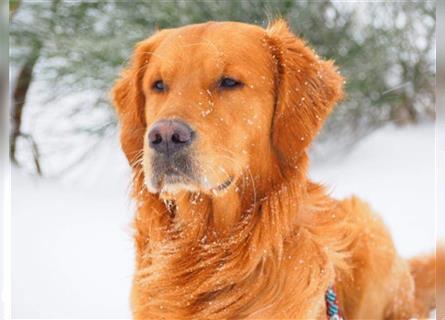 Wunderschöner, erfahrener Golden Retriever Deckrüde mit FCI-Abstammung und Top Gesunheitswerten