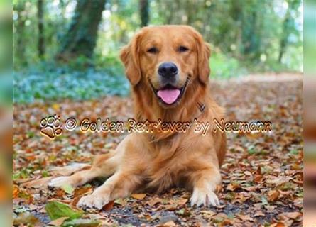 Wunderschöner, erfahrener Golden Retriever Deckrüde mit FCI-Abstammung und Top Gesunheitswerten