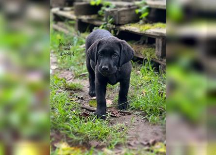 Labrador Welpen mit Ahnentafel suchen ein schönes Zuhause!