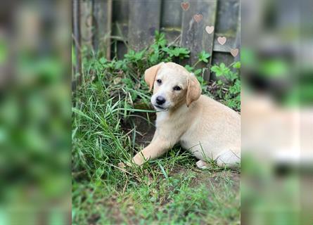 Labrador Welpen mit Ahnentafel suchen ein schönes Zuhause!