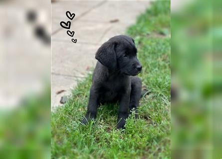 Labrador Welpen mit Ahnentafel suchen ein schönes Zuhause!