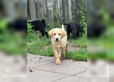 Labrador Welpen mit Ahnentafel suchen ein schönes Zuhause!