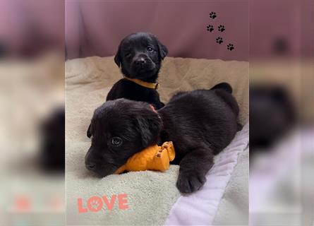 Labrador Welpen mit Ahnentafel suchen ein schönes Zuhause!