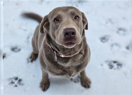 Labrador Welpen mit Ahnentafel suchen ein schönes Zuhause!