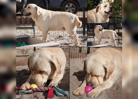 Labrador Welpen mit Ahnentafel suchen ein schönes Zuhause!