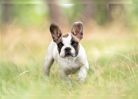 4 reinrassige Französische Bulldogge Welpen