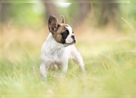 4 reinrassige Französische Bulldogge Welpen