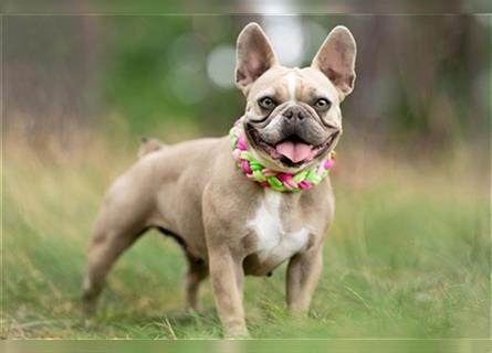 4 reinrassige Französische Bulldogge Welpen