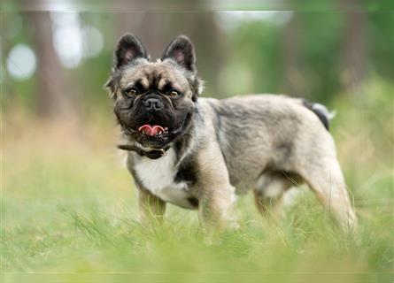 4 reinrassige Französische Bulldogge Welpen