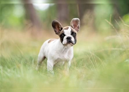 4 reinrassige Französische Bulldogge Welpen