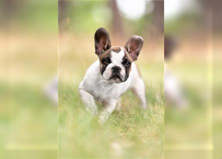 4 reinrassige Französische Bulldogge Welpen