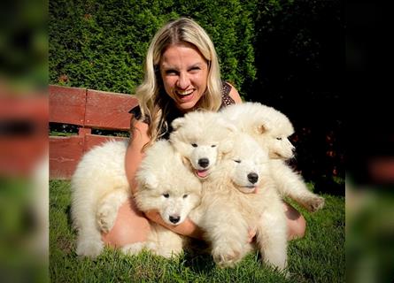 SAMOYEDEN WELPEN