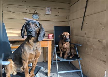 Welpen Hannoverscher Schweißhund + Bayerischer Gebirgsschweißhund