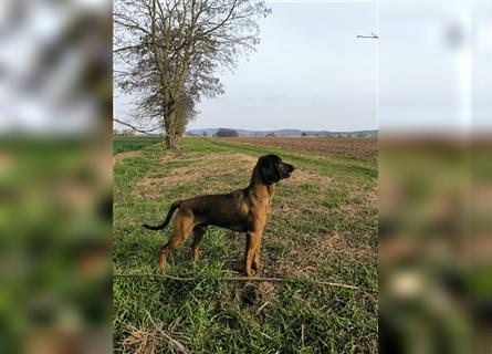 Welpen Hannoverscher Schweißhund + Bayerischer Gebirgsschweißhund
