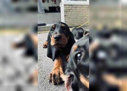 Black and tan Coonhound Welpen