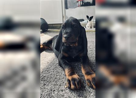 Black and tan Coonhound Welpen