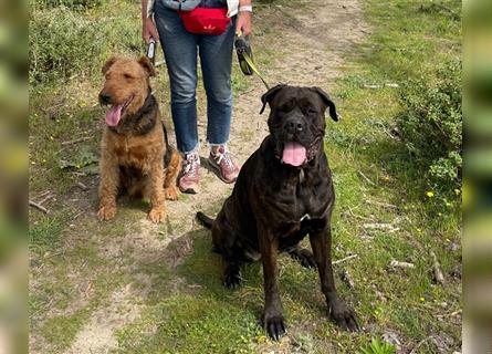 Cane Corso - Airedale Terrier - Welpen