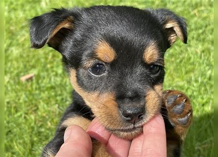 Zwergdackel/Chihuhahua Mix Welpen