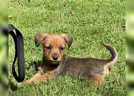 Zwergdackel/Chihuhahua Mix Welpen