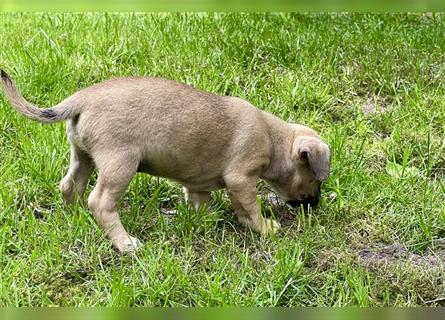 Zwergdackel/Chihuhahua Mix Welpen