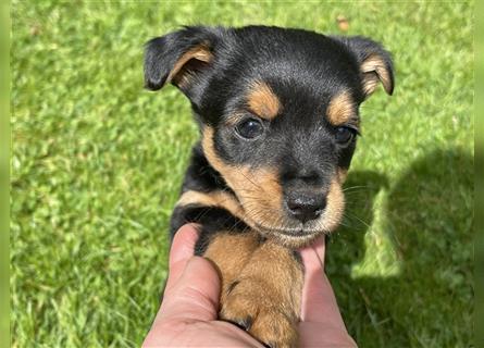 Zwergdackel/Chihuhahua Mix Welpen