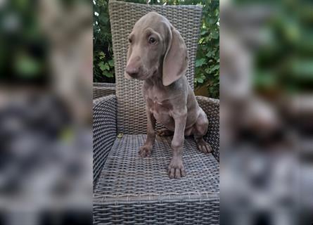 Weimaraner-Welpen zu verkaufen