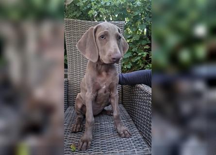 Weimaraner-Welpen zu verkaufen