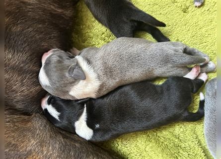 Eng. Staffordshire Bullterrier Welpe