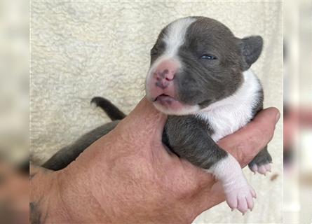 Eng. Staffordshire Bullterrier Welpe