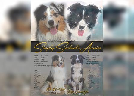 Mini Aussi - Miniature Australian Shepherd Welpen mit ASDR u MASCA Papier