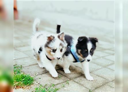 Unsere Shetland Spitze(Sheltie Spitz) oder auch Poshie genannt