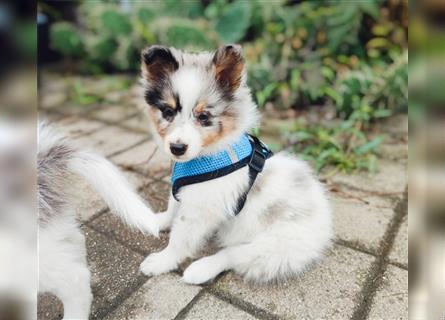 Unsere Shetland Spitze(Sheltie Spitz) oder auch Poshie genannt