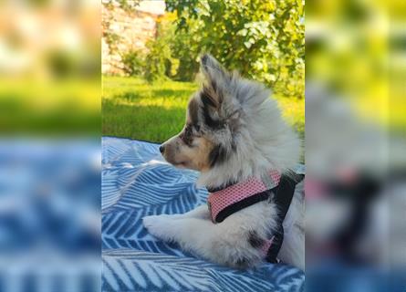 Unsere Shetland Spitze(Sheltie Spitz) oder auch Poshie genannt