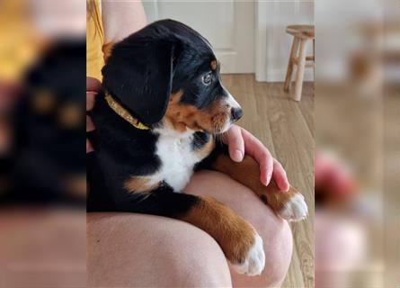 Appenzeller Sennenhund Welpen im schönen tricolor (Schwarz-Weiß-Braun) ab sofort abgabebereit