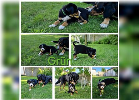 Appenzeller Sennenhund Welpen im schönen tricolor (Schwarz-Weiß-Braun) ab sofort abgabebereit