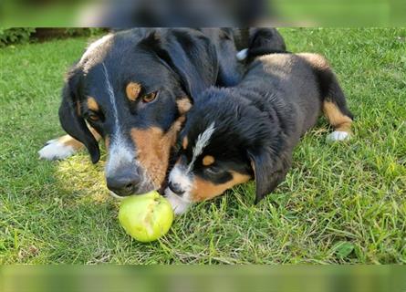 Appenzeller Sennenhund Welpen im schönen tricolor (Schwarz-Weiß-Braun) ab sofort abgabebereit