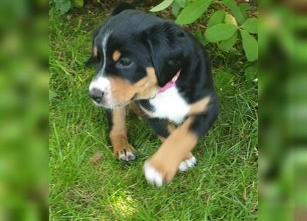 Appenzeller Sennenhund Welpen im schönen tricolor (Schwarz-Weiß-Braun) ab sofort abgabebereit