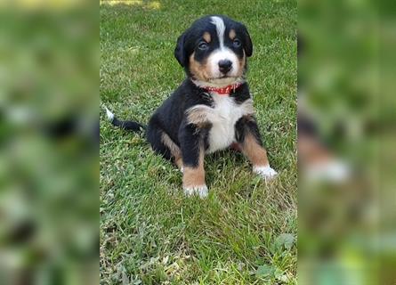 Appenzeller Sennenhund Welpen im schönen tricolor (Schwarz-Weiß-Braun) ab sofort abgabebereit