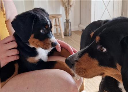 Appenzeller Sennenhund Welpen im schönen tricolor (Schwarz-Weiß-Braun) ab sofort abgabebereit