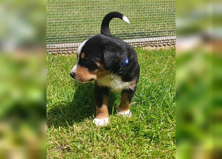 Appenzeller Sennenhund Welpen im schönen tricolor (Schwarz-Weiß-Braun) ab sofort abgabebereit