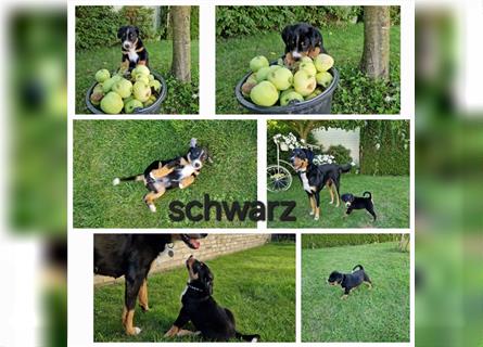 Appenzeller Sennenhund Welpen im schönen tricolor (Schwarz-Weiß-Braun) ab sofort abgabebereit