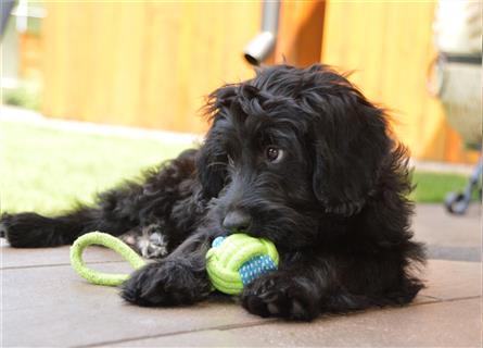 Aussiedoodle Minis