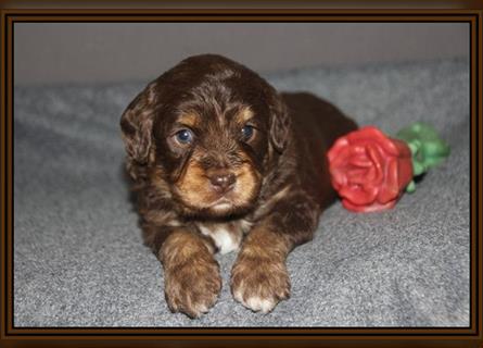 Aussiedoodle Traum ! Bezaubernde Welpen in tollem Choco-und Chocomerle...